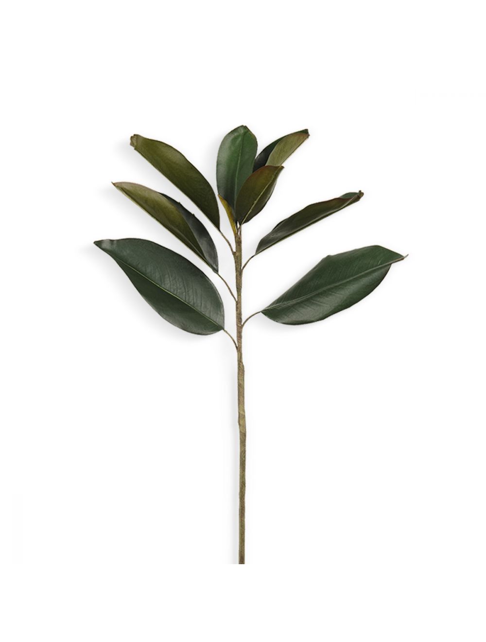 Magnolia Foliage